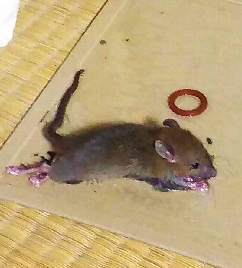 ネズミ捕獲用シート